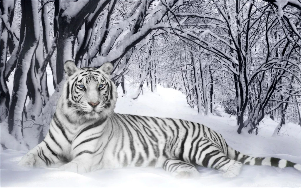 Animal Lovers White Tiger In Winter Widescreen Desktop Backgrounds ...