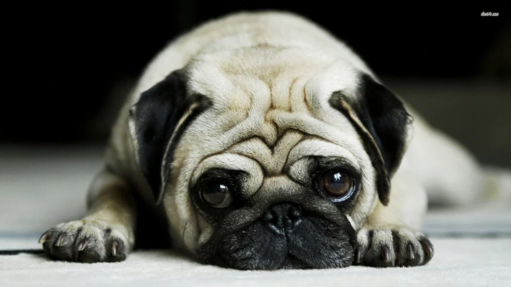 Pug Wallpapers Animal Wallpapers
