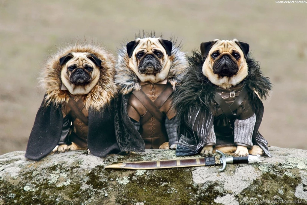 Pug HD Wallpapers