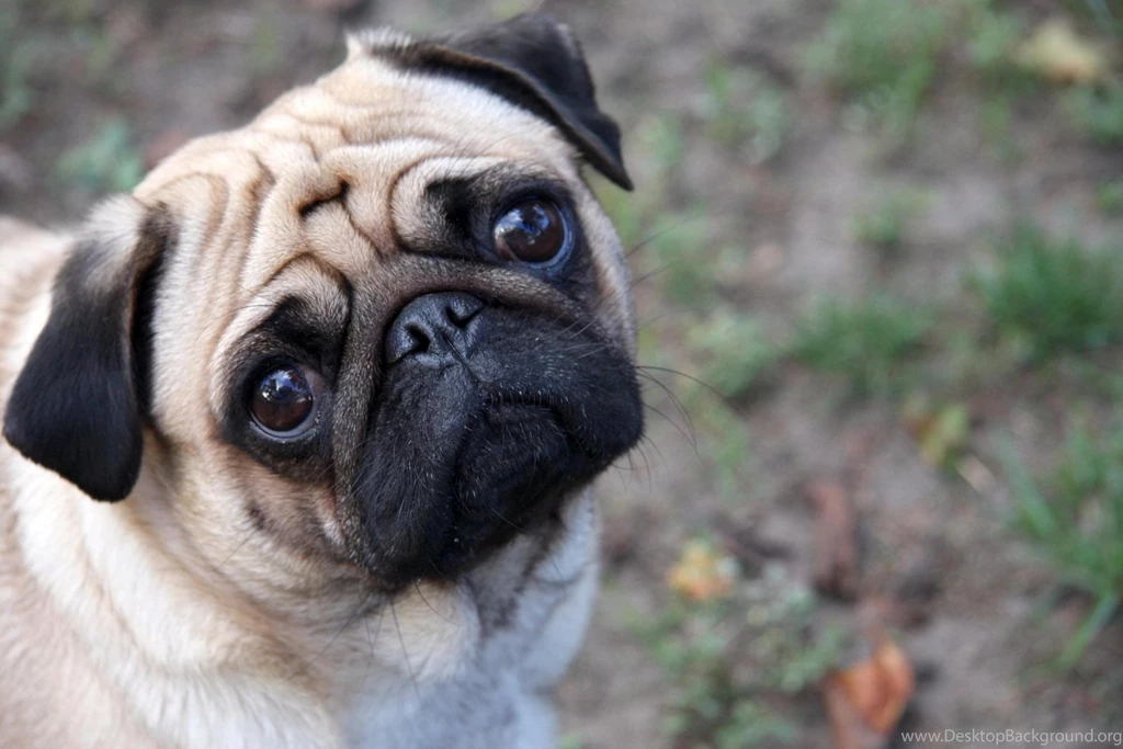 Cute Pugs Wallpapers Wallpaper.