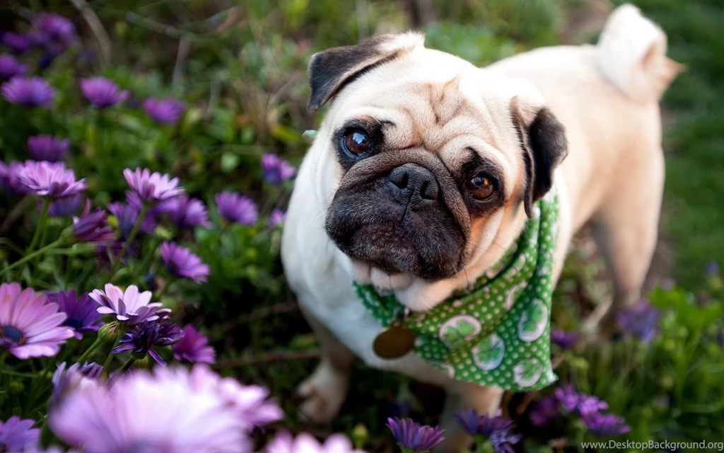 Pug Computer Wallpapers, Desktop Backgrounds