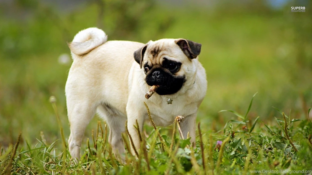 Pug Wallpapers Animal Wallpapers