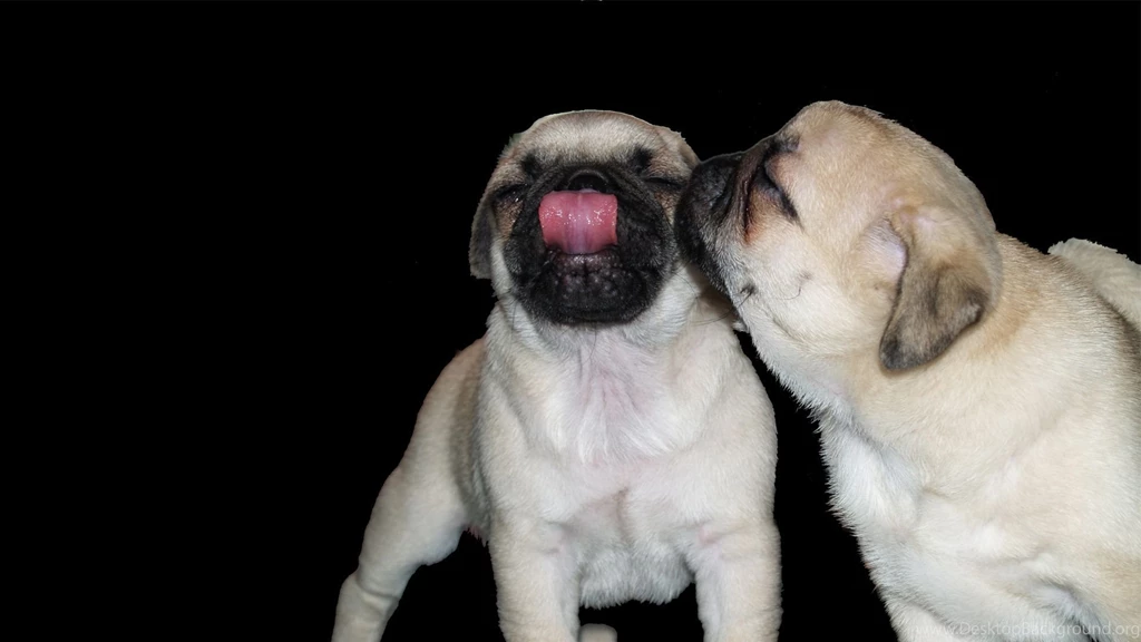 Beautiful Pug ♥ Pugs Wallpapers (13728011) Fanpop