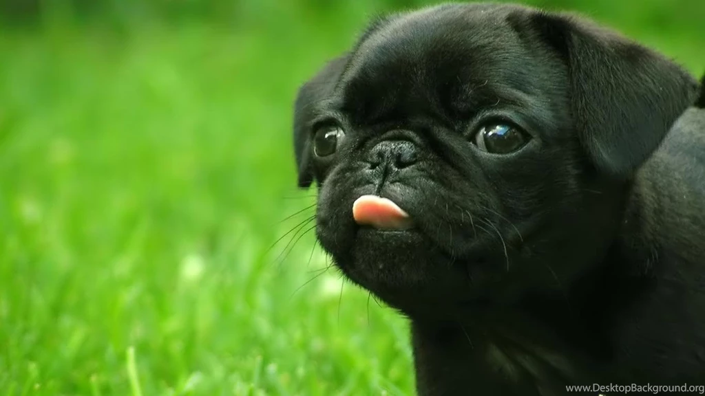 Pug Backgrounds For Desktop The Dog Wallpapers Best The Dog ...