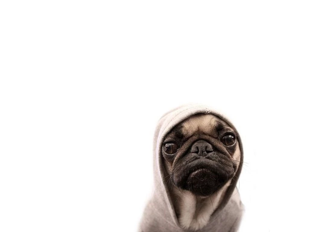 Pug HD Wallpapers