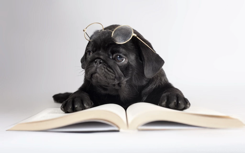Pug Wallpapers
