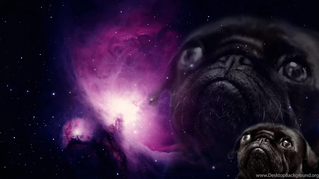 Pug Wallpapers 42761 Images