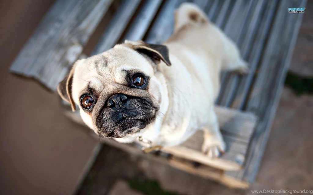 Pug Wallpapers Animal Wallpapers