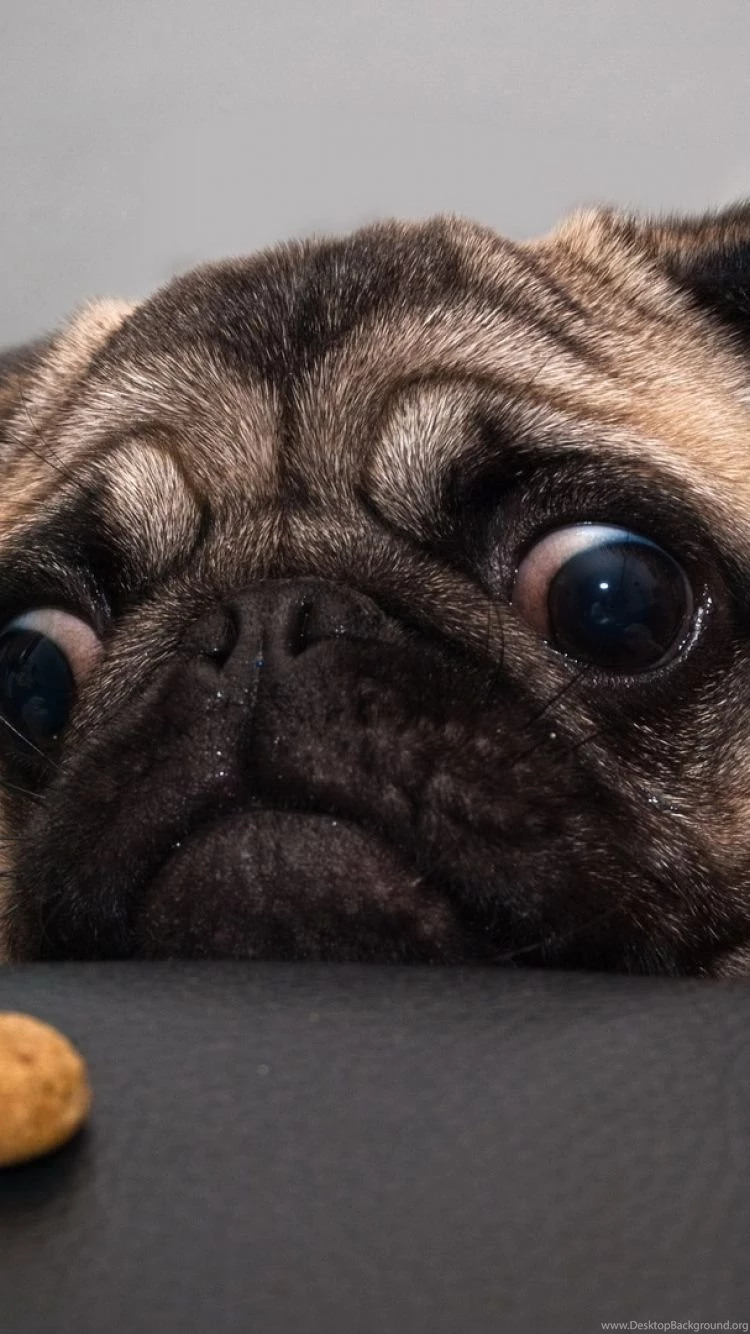 iPhone 6 Pug Wallpapers HD, Desktop Backgrounds 750x1334 Downloads ...