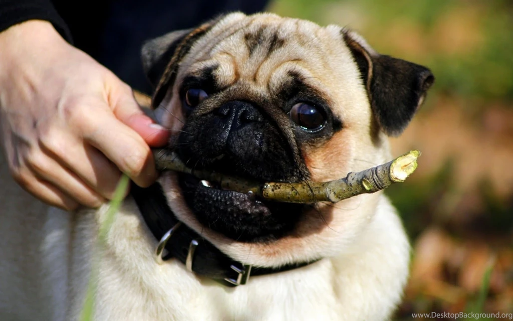 Trololo Blogg Pug Wallpapers Download PowerballForLife