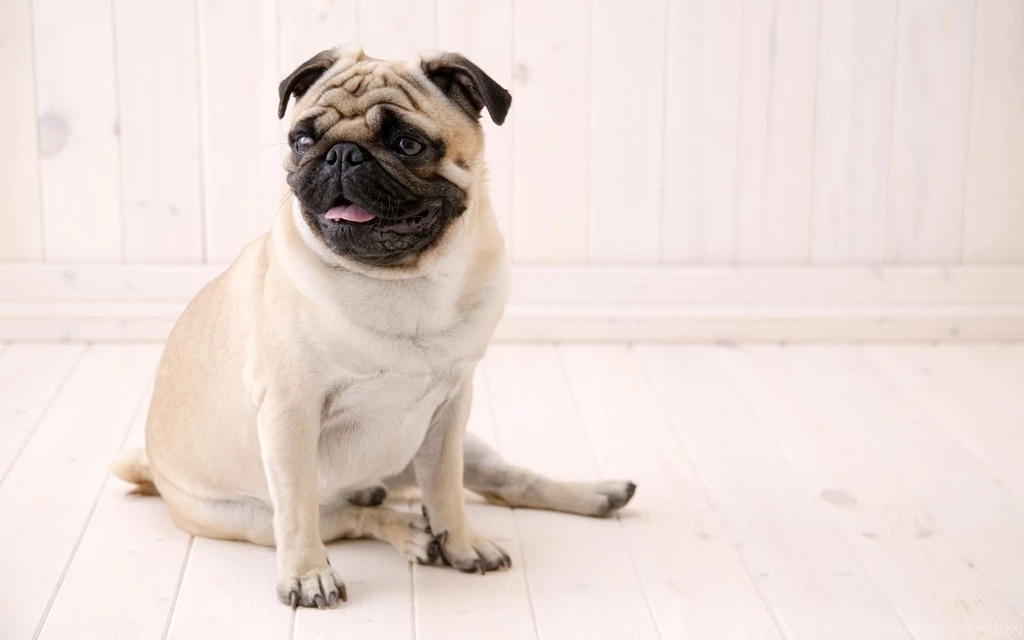 Pug Dog Wallpapers