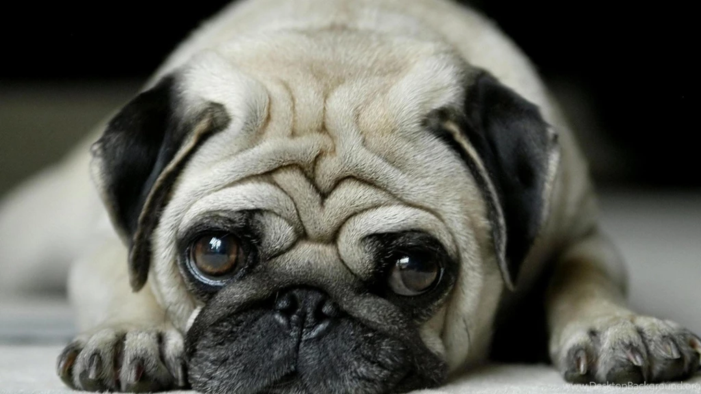 Pug Wallpapers