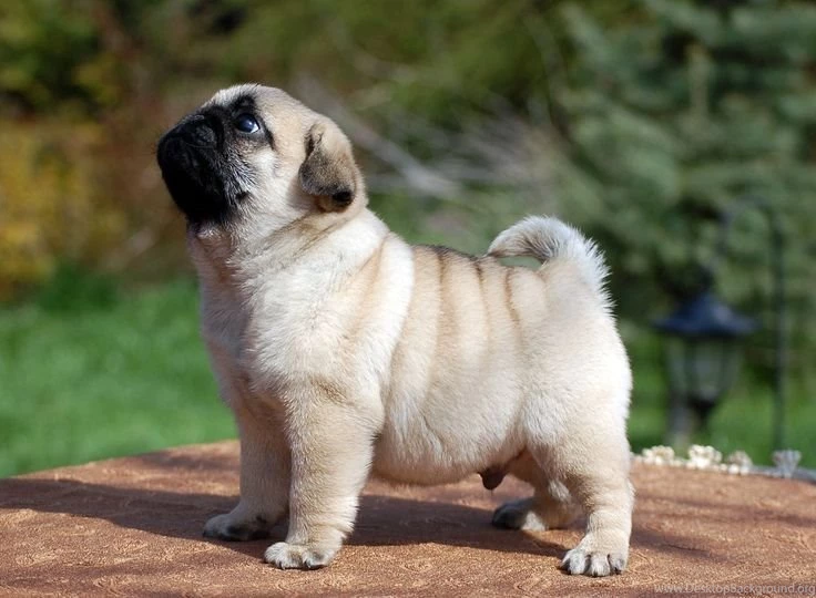 Baby Pugs Wallpaper.