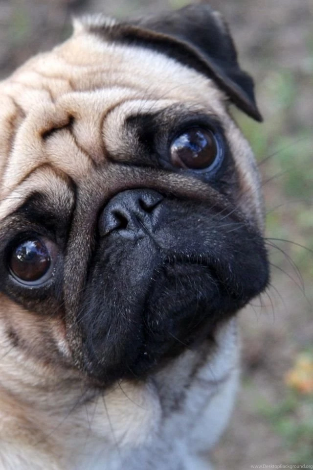 640x960 Cute Pug Iphone 4 Wallpapers
