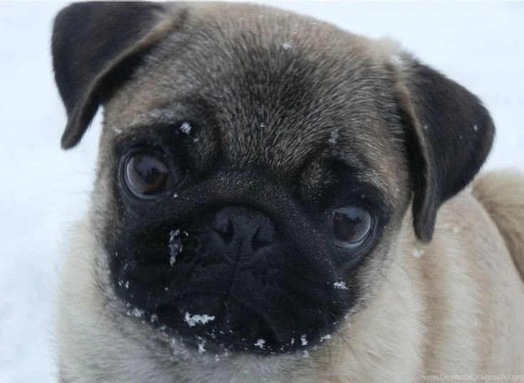 Pug Wallpaper, Screensaver, Background. Cute Pug Puppy