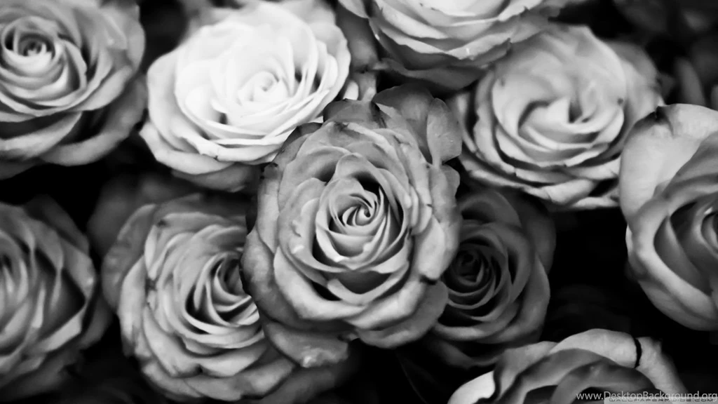 Roses Black And White HD Desktop Wallpapers : Widescreen : High ...