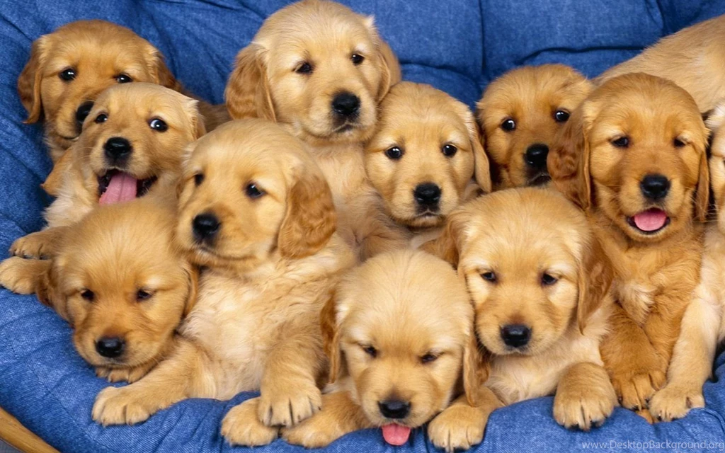 Cute Puppies Puppies Wallpapers 22040946 Fanpop PowerballForLife