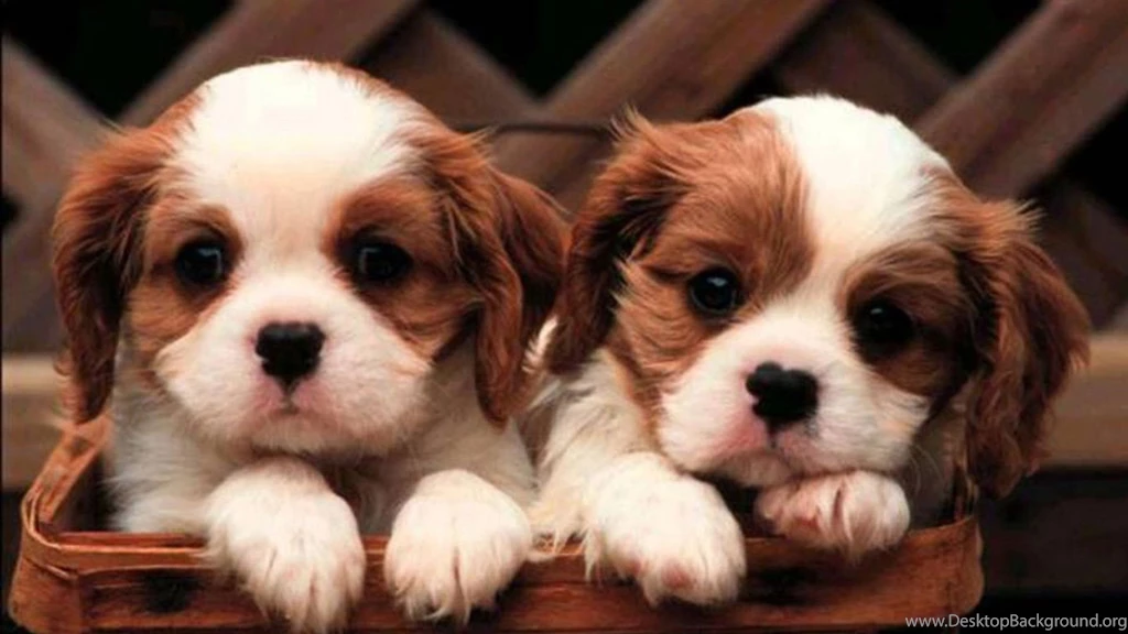 Little Cute Puppy HD Wallpapers