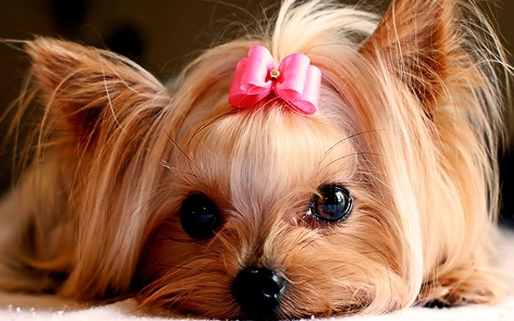 Cute Puppies :) Puppies Wallpapers (22040893) Fanpop