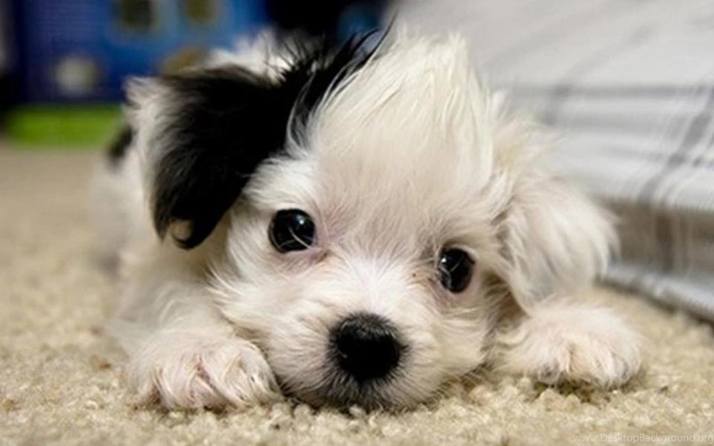 Free Download Cute Puppies Wallpapers For Computer Desktop Dogs ...