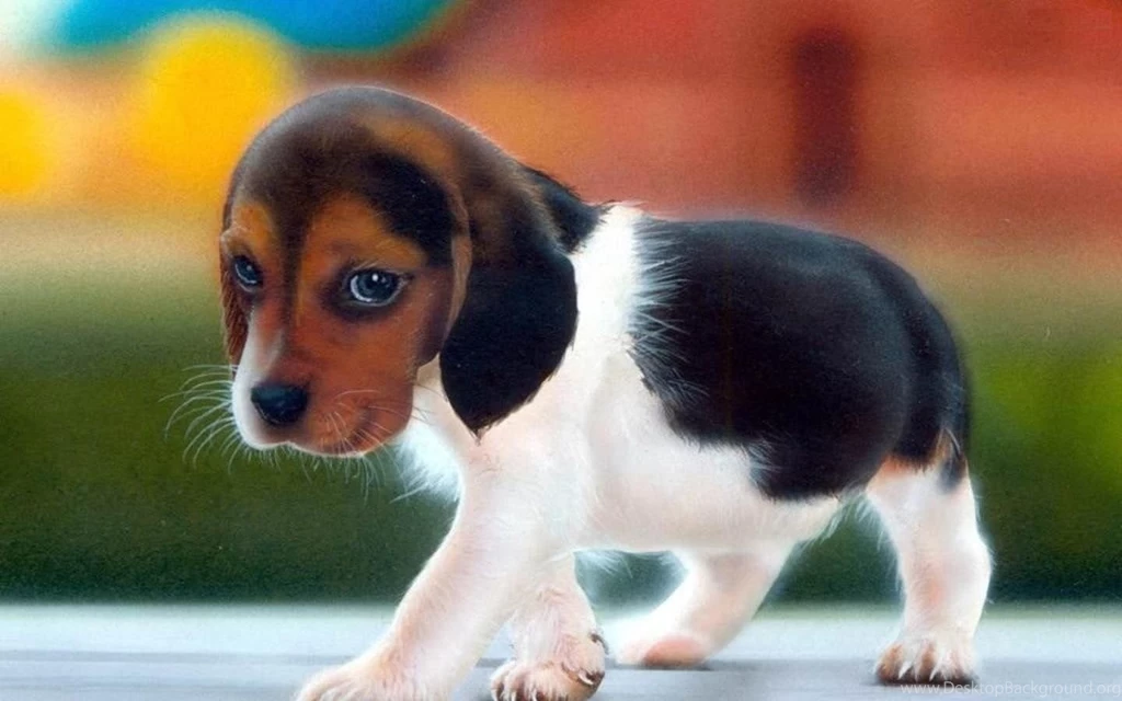 Cute Puppy Wallpapers For Desktop Mobile Backgrounds ...