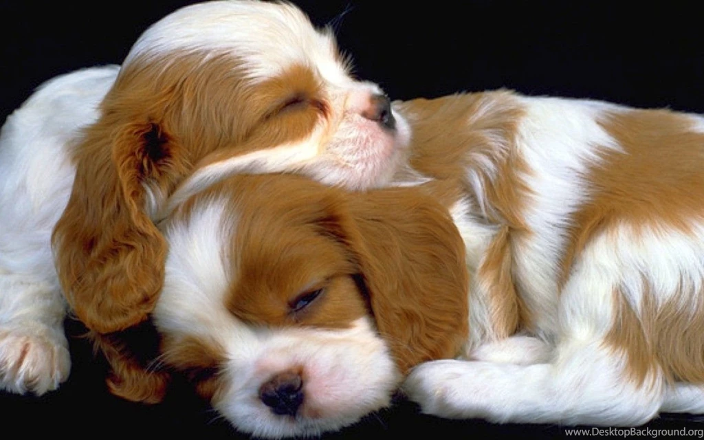 Hd Puppies Pictures, Puppies Images, Puppy Photos, Puppies ...