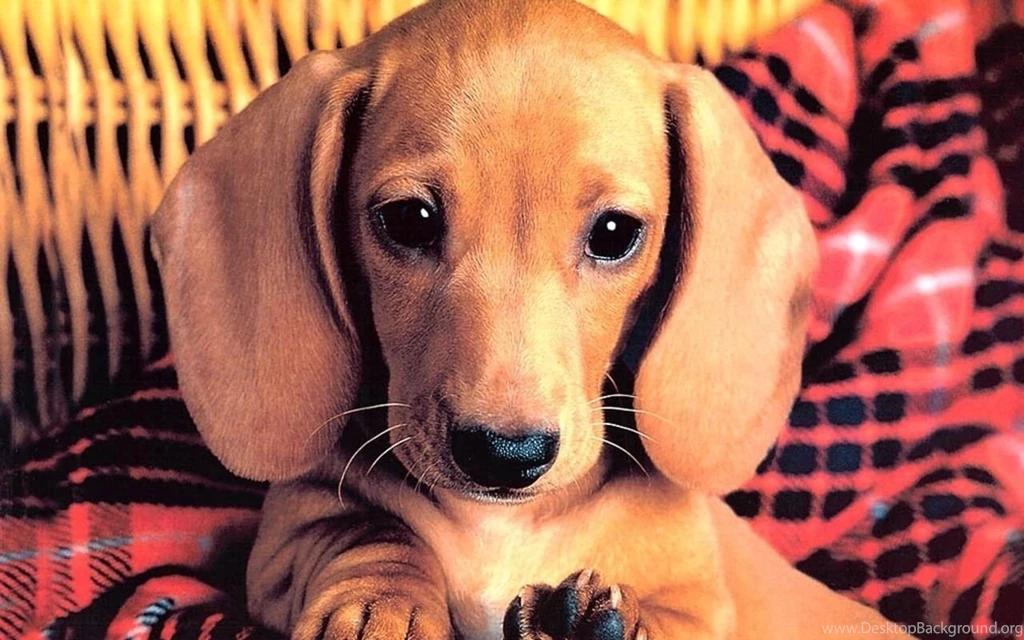 Cute Puppy Puppies Wallpapers (13379782) Fanpop