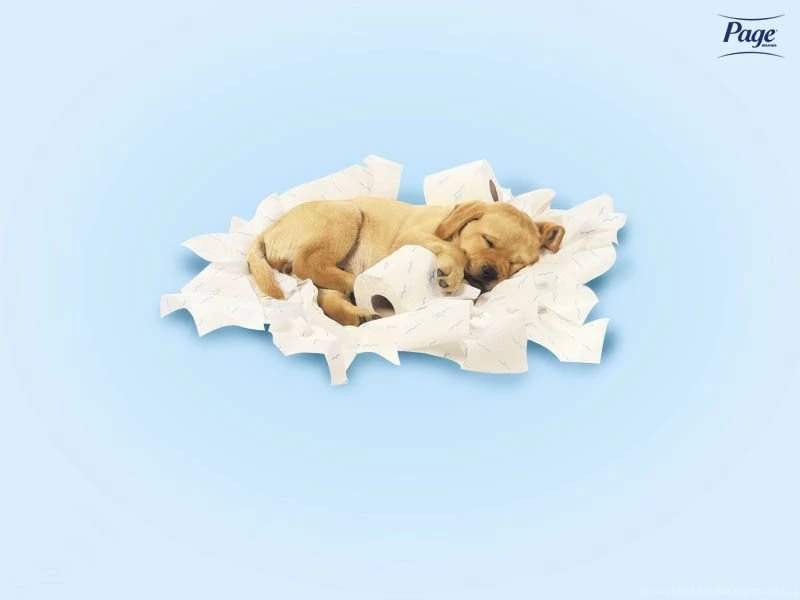 Cute Puppy Cute Puppies Wallpapers (13986200) Fanpop