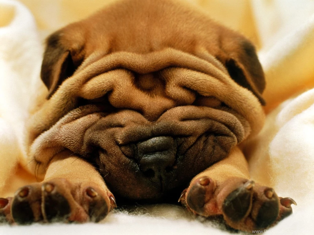 Cute Puppy Puppies Wallpapers (15813366) Fanpop