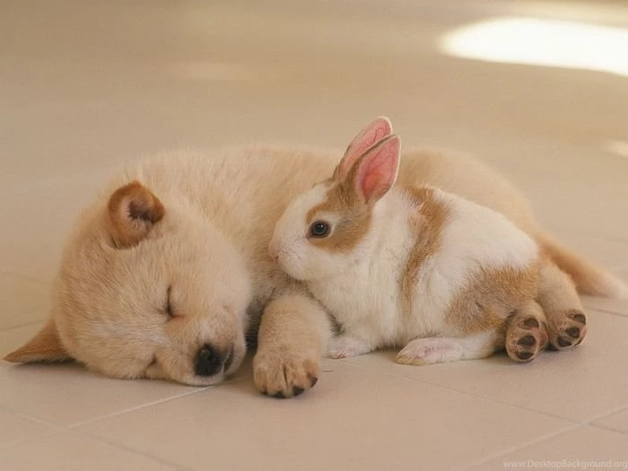 Top Puppy Sleeping With A Images For Pinterest