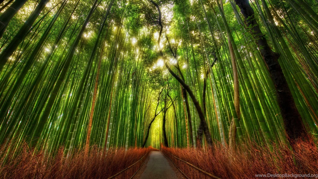 Bamboo Trees Wallpapers And Images Wallpapers, Pictures, Photos