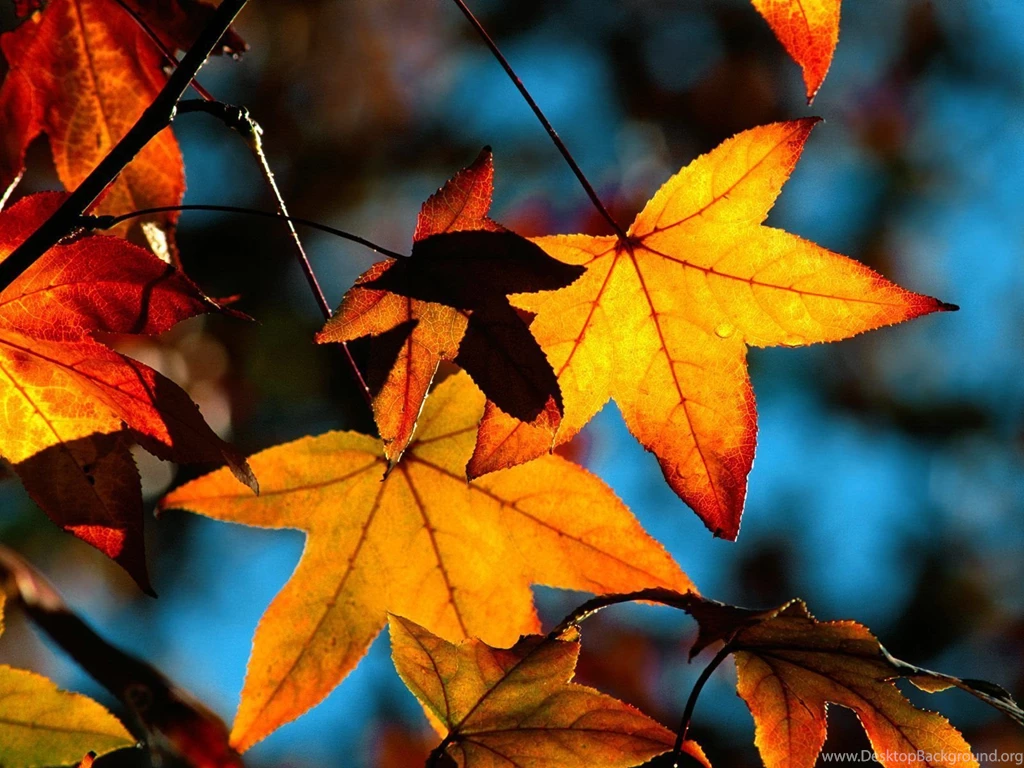 Fall Desktop Wallpapers, Fall Images Free, New Wallpapers