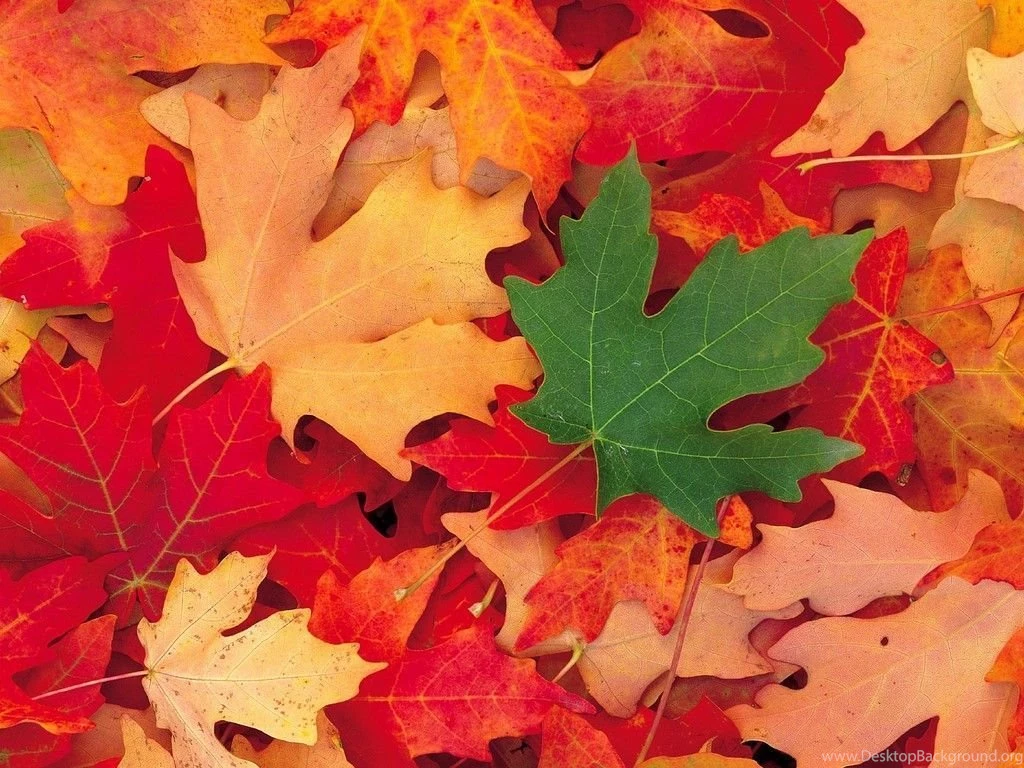 Fall Backgrounds For Desktop