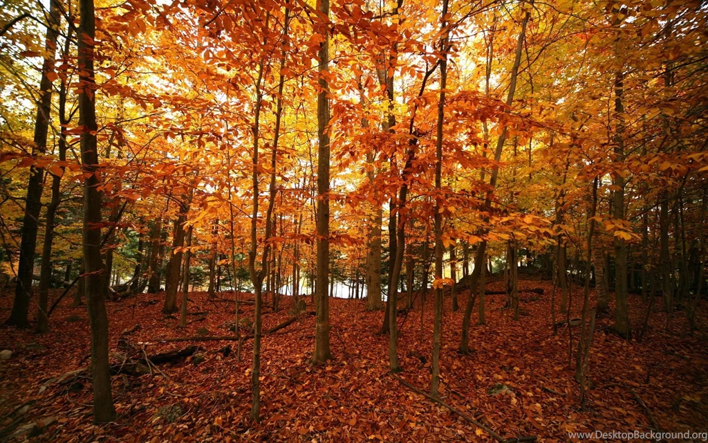 Fall Desktop Backgrounds Widescreen Wall Pedes