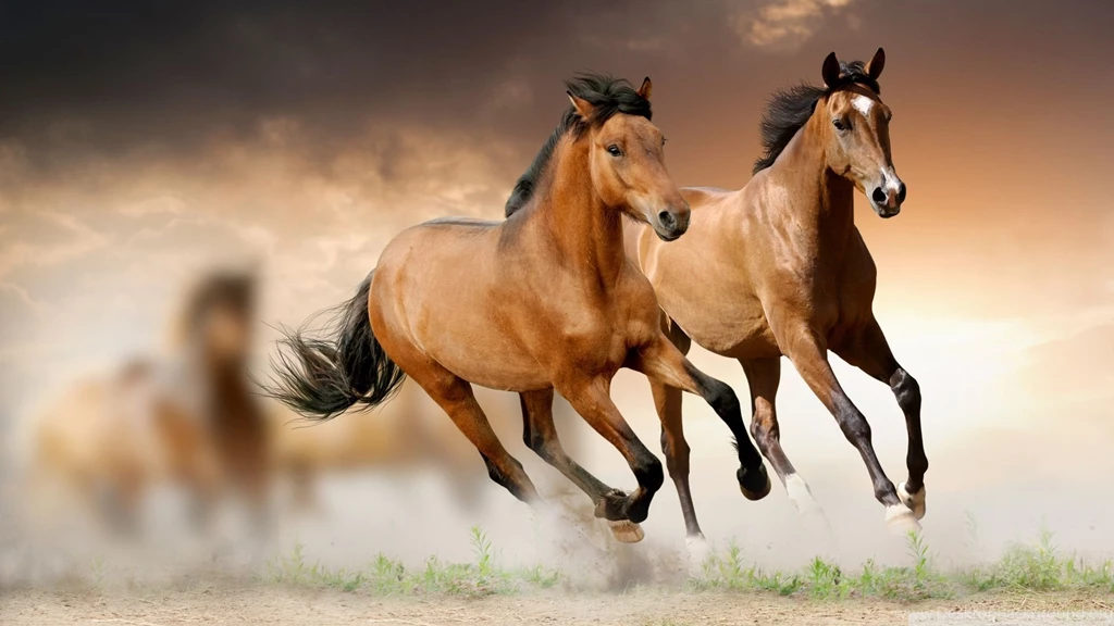 Horse Wallpapers