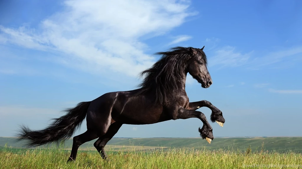 Full HD 1080p Horse Wallpapers HD, Desktop Backgrounds 1920x1080