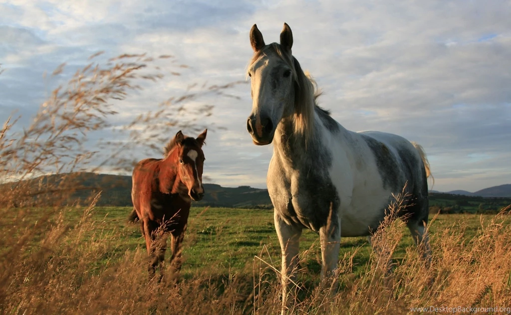 Horse Wallpaper_hd Wallpaper_download Free Wallpapers