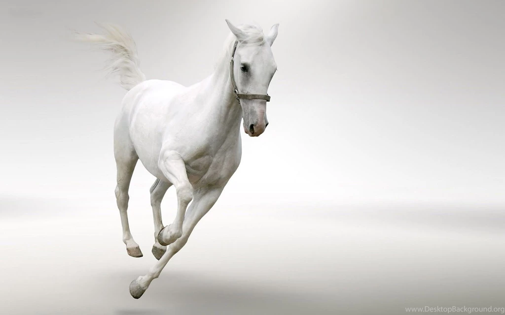 Horse Wallpapers HD Pictures