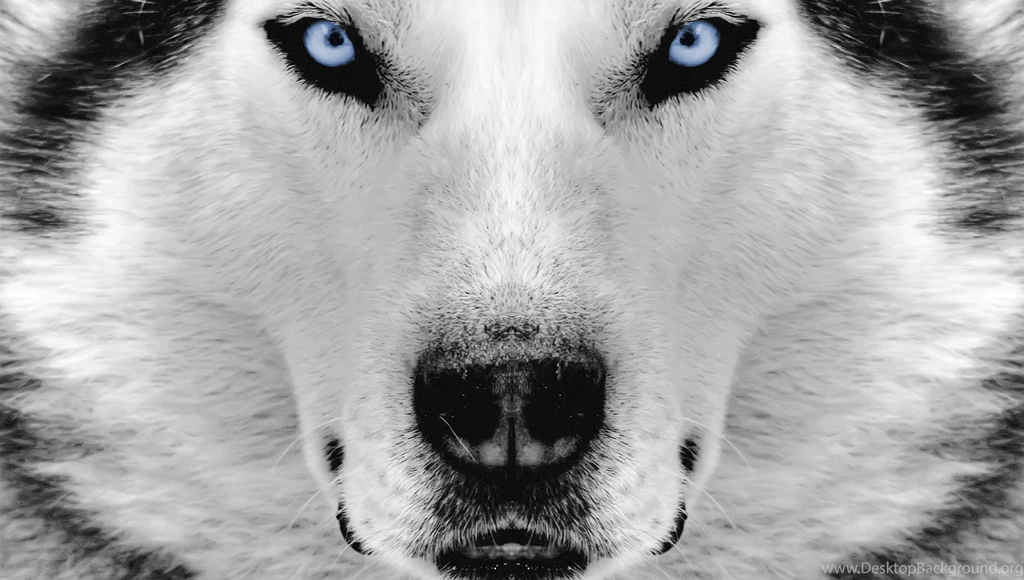 Siberian Husky Wallpapers
