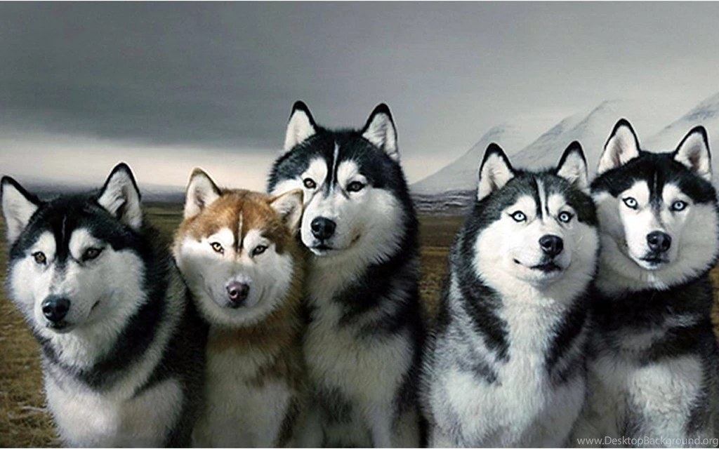 Husky HD Wallpapers
