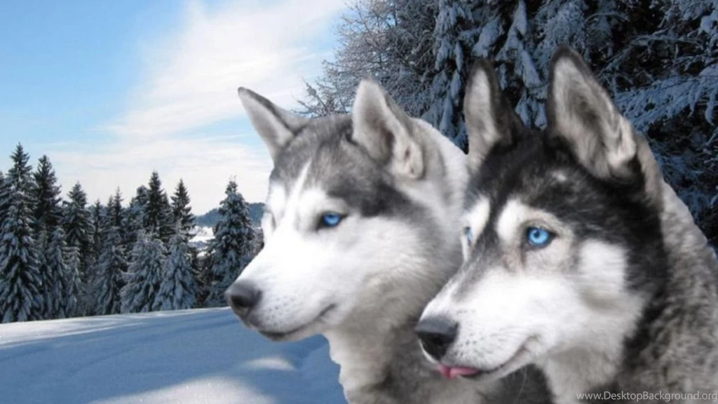 17 Siberian Husky HD Wallpapers