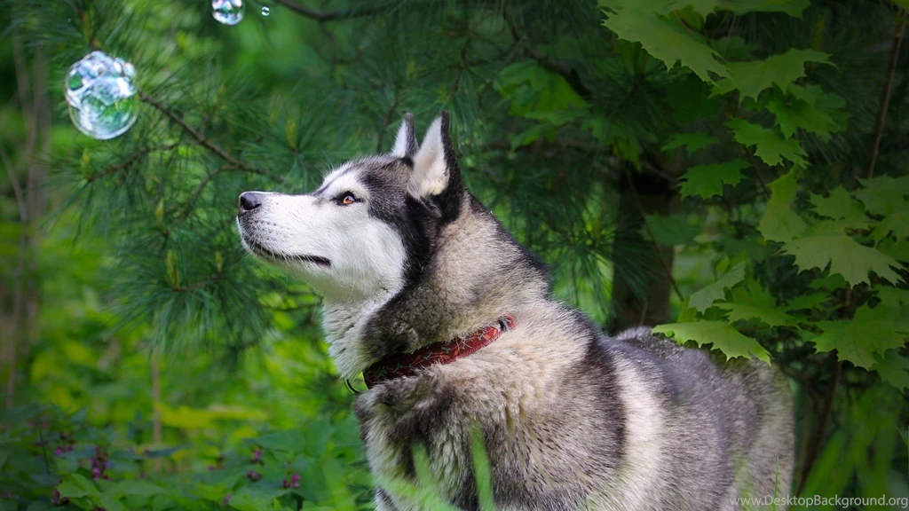 Full HD 1080p Husky Wallpapers HD, Desktop Backgrounds 1920x1080 ...