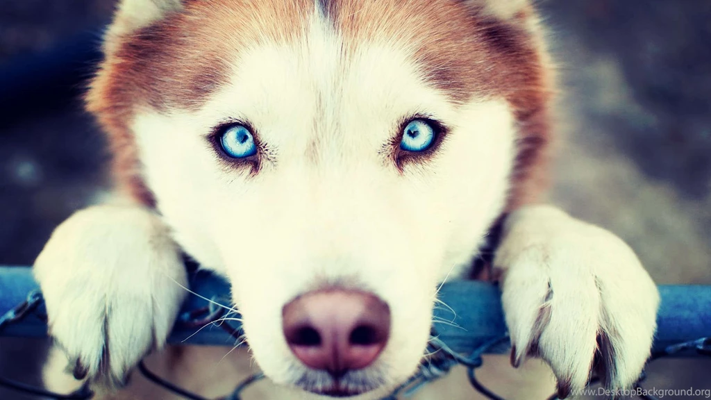 10 Fantastic HD Husky Wallpapers HDWallSource.com