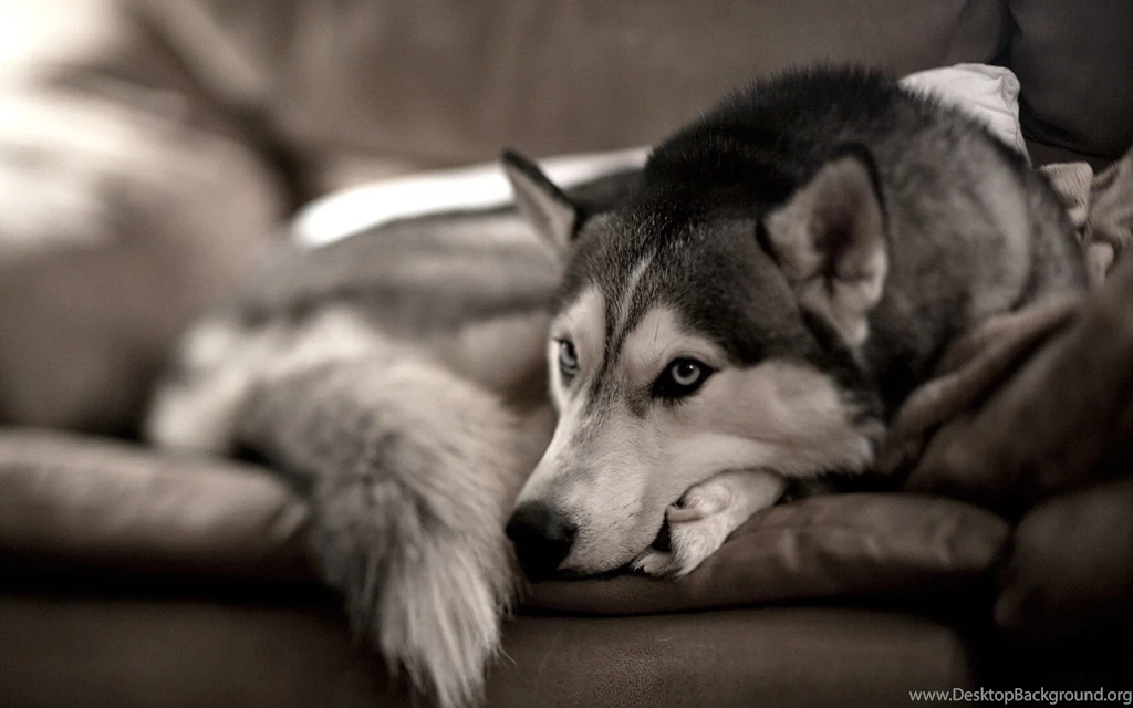 HUSKY WALLPAPER WALF1166