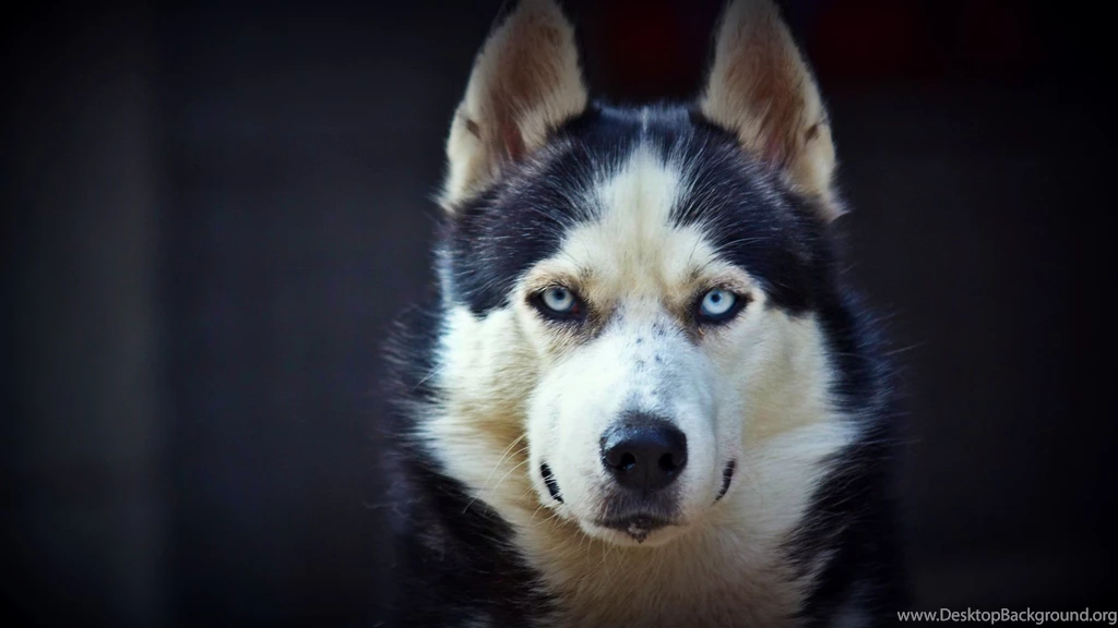 Husky HD Wallpapers
