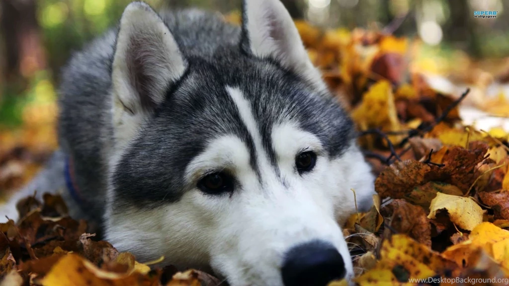 Husky Wallpapers Animal Wallpapers
