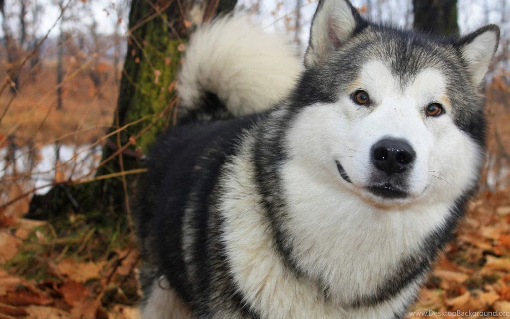 SIBERIAN HUSKY DOGS WALLPAPER WALF1024