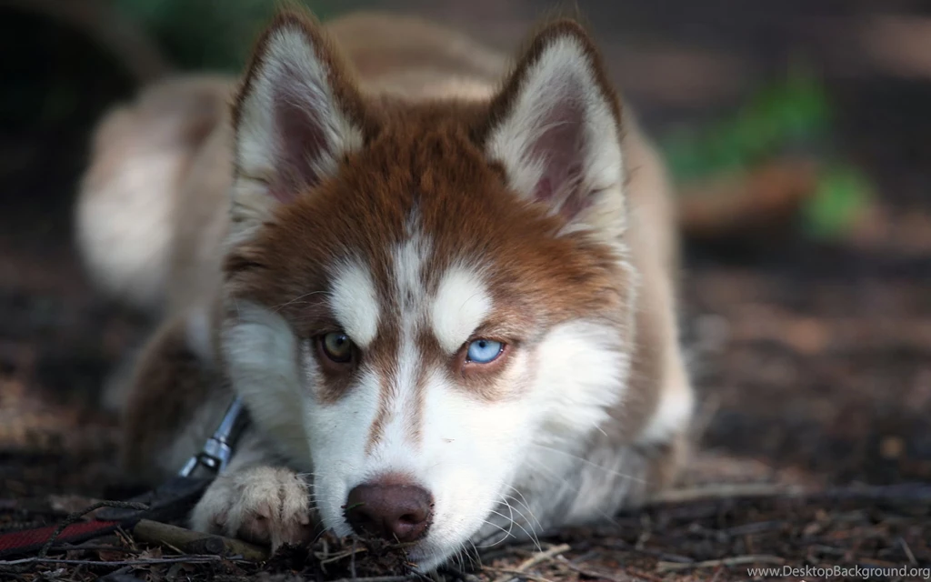Husky Wallpaper.
