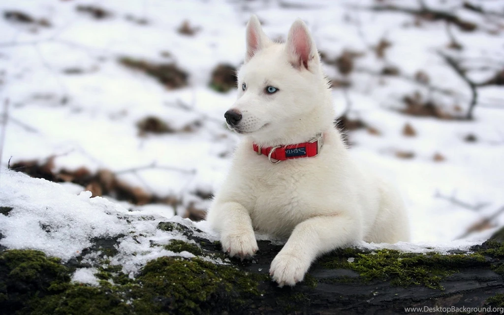 Beautiful White Husky Wallpapers