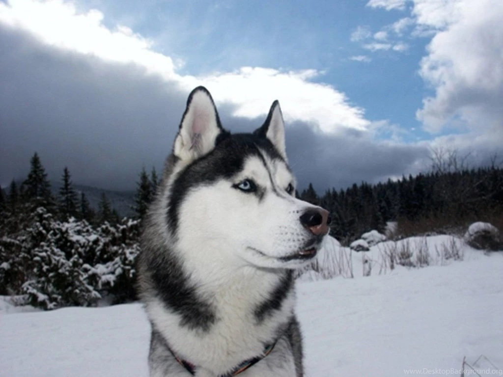 Husky Wallpapers,Husky Wallpapers & Pictures Free Download